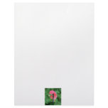 Blue dragonfly on pink flower green background letterhead