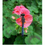 Blue dragonfly on pink flower green background photo cutouts