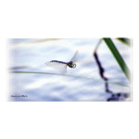 Blue Dragonfly Photo Cards