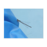 blue dragonfly postcards