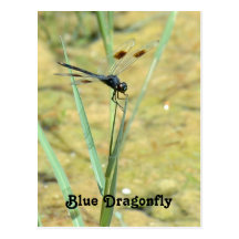 Blue Dragonfly Postcard