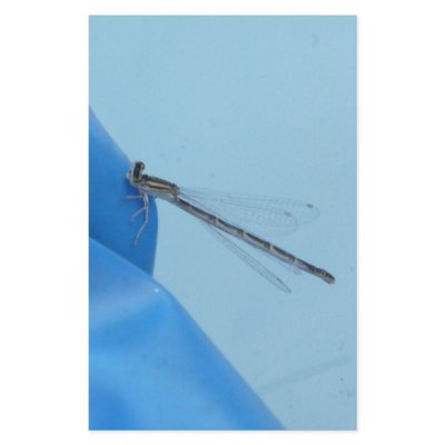 blue dragonfly stationery design by pinkypetals