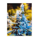 Blue Dream Postcard