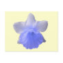 Blue Dripping Daffodil Flower Postcard
