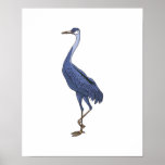 blue egret bird poster