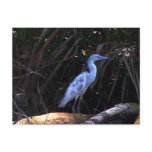 Blue Egret Postcards