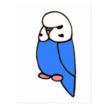Blue English Budgie Post Card