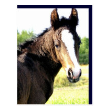 Blue-eyed Colt Postcards