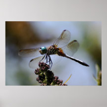 'Blue Eyed Dragonfly' Posters