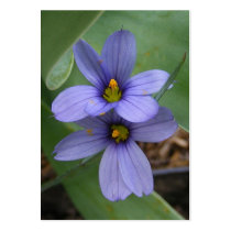 Blue Eyed Grass ~ ATC