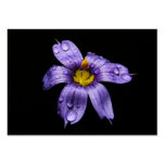 Blue Eyed Grass ~ ATC Business Card Template