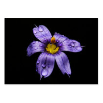 Blue Eyed Grass ~ ATC