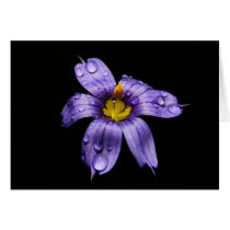 Blue Eyed Grass ~ card