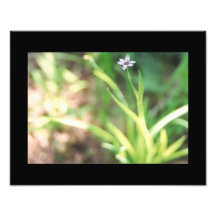 Blue Eyed Grass Nature Photo