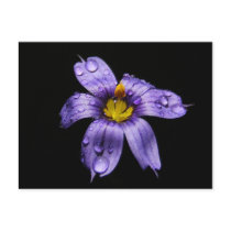 Blue Eyed Grass ~ postcard