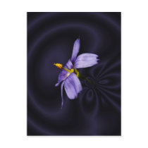 Blue Eyed Grass ~ postcard