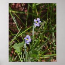 Blue Eyed Grass Poster