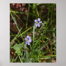 Blue Eyed Grass Poster
