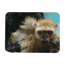Blue Eyed Lemur Premium Magnet