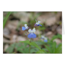 Blue-eyed Mary Cards