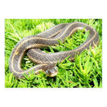 Blue Eyed Snake ~ ATC Business Card Templates