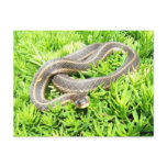 Blue eyed snake ~ postcard