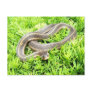 Blue eyed snake ~ postcard