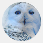 Blue Eyed Snow Owl Round Sticker