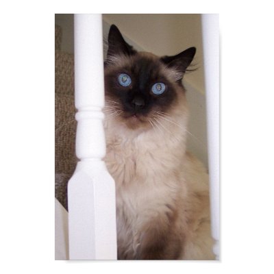 Blue Eyes Print by LABoston