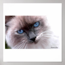 blue eyes print