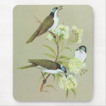 Blue-faced Honeyeater - Entomyzon cyanotis Mouse Pad