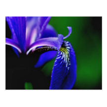 Blue Flag Iris Flower Photography Postcard