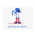 Blue Flamingo, Greetings from Florida