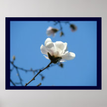 Blue Floral art prints Magnolia Tree Flower