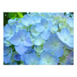 Blue Floral Hydrangeas Flowers art prints photography