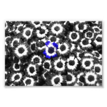 Blue Flower Among Black and White Print Photo Print