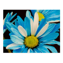 Blue Flowers Postcard