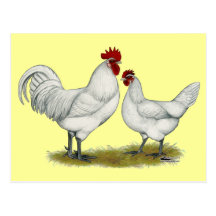 Blue Foot Chickens Postcards