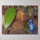 Blue Frog Poster