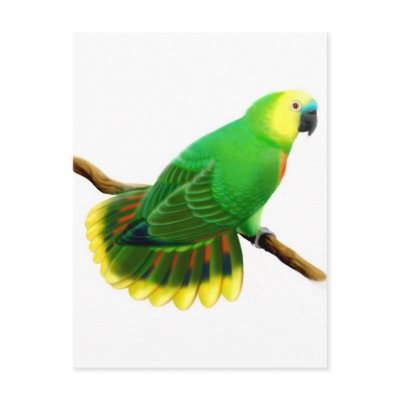 Blue Front Amazon Parrot Postcard by twopurringcats