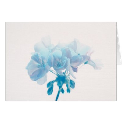 Blue Geranium by roimim