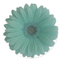 blue gerber daisy round stickers