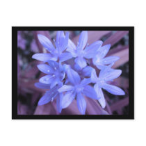 Blue Glory Of The Snow Postcard