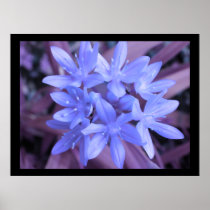 Blue Glory Of The Snow Print