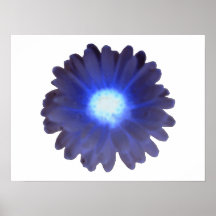 Blue Glow Marigold Poster