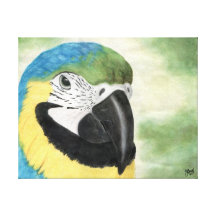 Blue & Gold Macaw Canvas Print