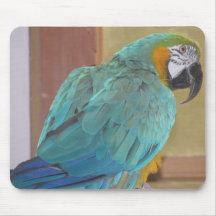 Blue & Gold Macaw Mousepad