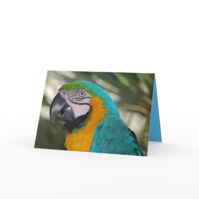 Blue & Gold Macaw Parrot Card by dlgray