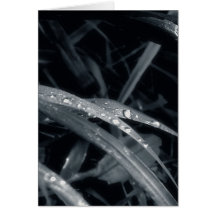 Blue grass greeting card