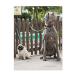Blue Great Dane and pug dogs on leashes Post Card